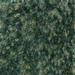 Spruce